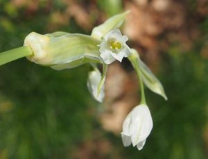 Česnek podivný (Allium paradoxum)