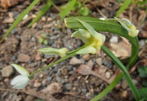 Česnek podivný (Allium paradoxum)