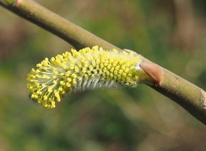 Vrba košařská a pod. (Salix viminalis x S.sp.)