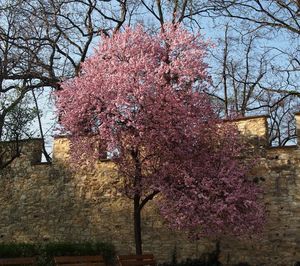 Slivoň třešňová  /myrobalán/ (Prunus cerasifera)