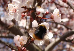 Slivoň třešňová  /myrobalán/ (Prunus cerasifera)