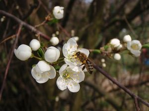 Slivoň třešňová  /myrobalán/ (Prunus cerasifera)