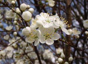 Slivoň třešňová  /myrobalán/ (Prunus cerasifera)