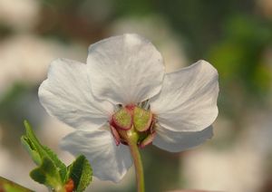 Slivoň třešňová  /myrobalán/ (Prunus cerasifera)