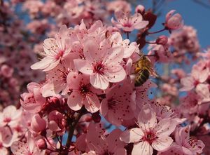 Slivoň třešňová  /myrobalán/ (Prunus cerasifera)