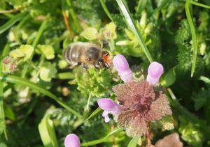 Hluchavka nachová  (Lamium purpureum)