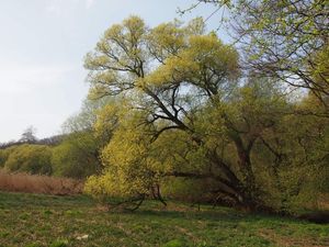 Vrba bílá (Salix alba)