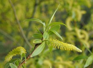 Vrba bílá (Salix alba)