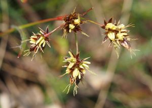 Bika  (Luzula sp.)