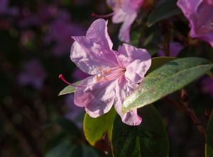 Pěnišník  daurický /sibiřský/ (Rhododendron dauricum)