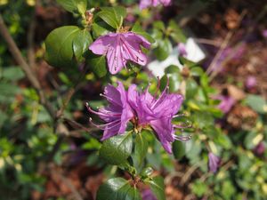 Pěnišník  daurický /sibiřský/ (Rhododendron dauricum)