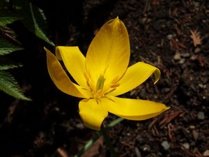 Tulipán planý (Tulipa sylvestris)