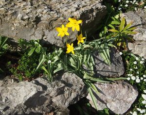 Tulipán planý (Tulipa sylvestris)