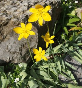 Tulipán planý (Tulipa sylvestris)