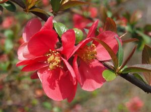 Kdoulovec (Choenomeles sp.)