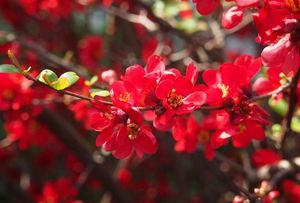 Kdoulovec (Choenomeles sp.)