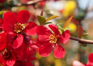 Kdoulovec (Choenomeles sp.)