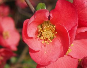 Kdoulovec (Choenomeles sp.)