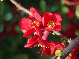 Kdoulovec (Choenomeles sp.)