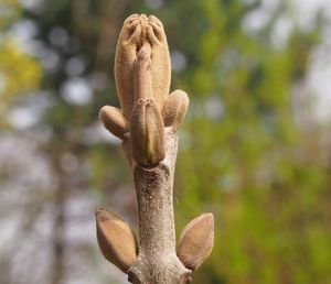 Jasan zimnář (Fraxinus ornus)