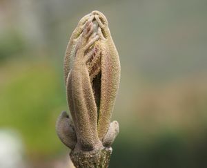 Jasan zimnář (Fraxinus ornus)