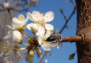 Slivoň třešňová  /myrobalán/ (Prunus cerasifera)