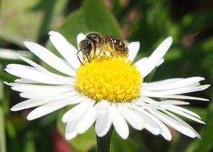 Sedmikráska obecná (Bellis perennis)