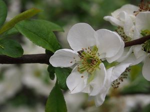 Kdoulovec (Choenomeles sp.)