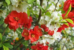 Kdoulovec (Choenomeles sp.)