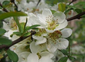 Kdoulovec (Choenomeles sp.)