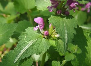 Hluchavka skvrnitá (Lamium maculatum)