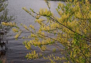 Vrba trojmužná (Salix triandra)