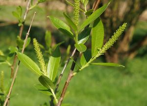 Vrba trojmužná (Salix triandra)