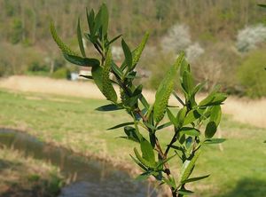 Vrba trojmužná (Salix triandra)