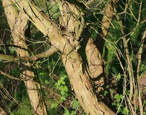 Vrba trojmužná (Salix triandra)