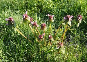 Hluchavka nachová  (Lamium purpureum)