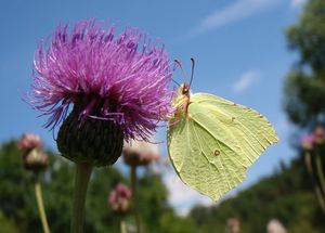 Pcháč šedý (Cirsium canum)