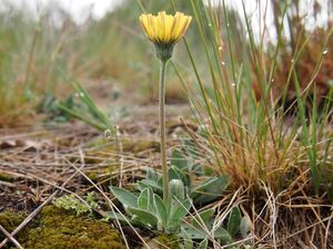 Jestřábník chlupáček (Hieracium pilosella)