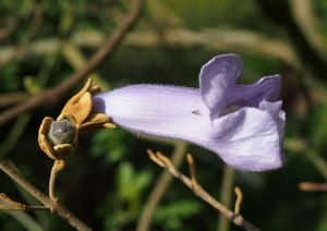 Pavlovnie plstnatá (Paulownia tomentosa)