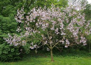 Pavlovnie plstnatá (Paulownia tomentosa)