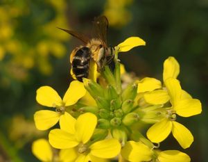 Trýzel škardolistý (Erysimum crepidifolium)