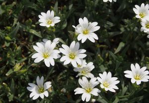 Rožec rolní (Cerastium arvense)