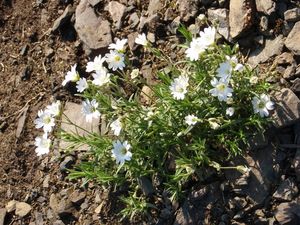 Rožec rolní (Cerastium arvense)