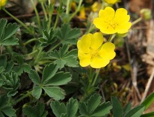 Mochna písečná (Potentilla arenaria)