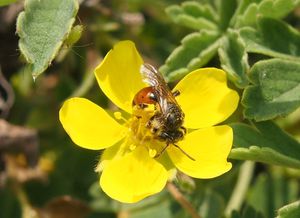 Mochna písečná (Potentilla arenaria)