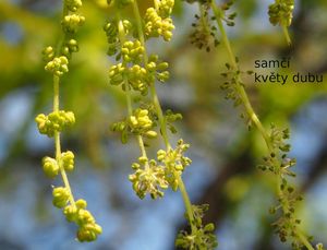 Dub letní (křemelák) (Quercus robur L. ex Simk.)