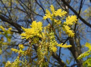 Dub letní (křemelák) (Quercus robur L. ex Simk.)