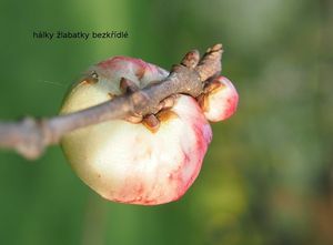 Dub letní (křemelák) (Quercus robur L. ex Simk.)