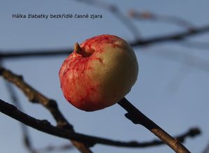 Dub letní (křemelák) (Quercus robur L. ex Simk.)