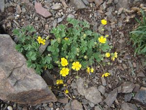 Mochna písečná (Potentilla arenaria)